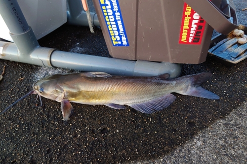 アメリカナマズの釣果