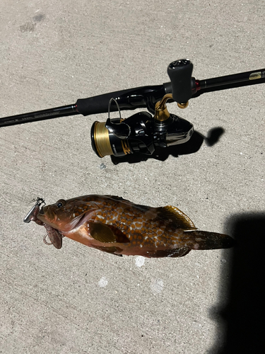 アコウの釣果