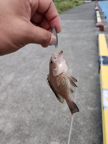 オオモンハタの釣果