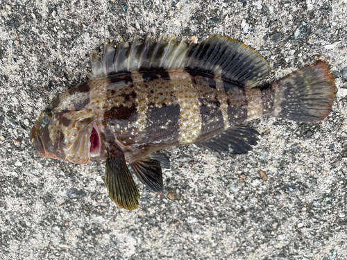 マハタの釣果