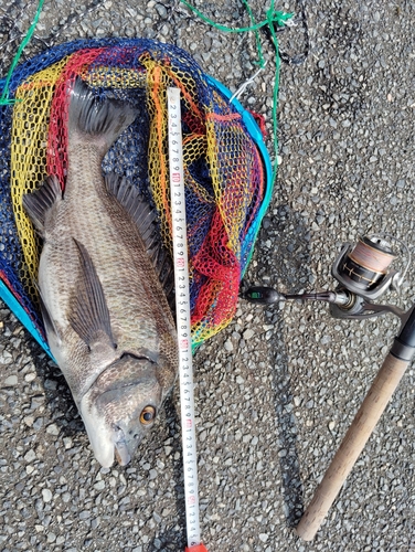 タイの釣果