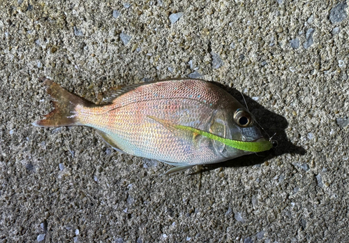 チャリコの釣果