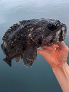 クロソイの釣果