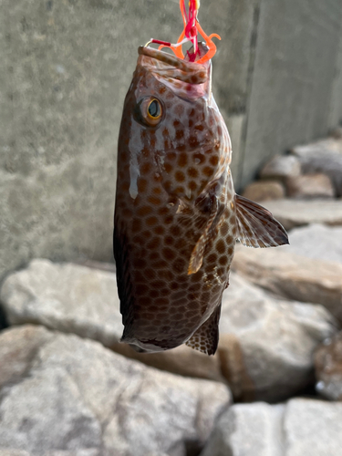 オオモンハタの釣果