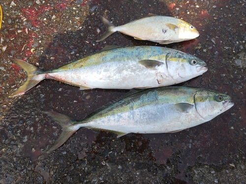 イナダの釣果