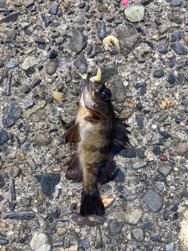 カワハギの釣果