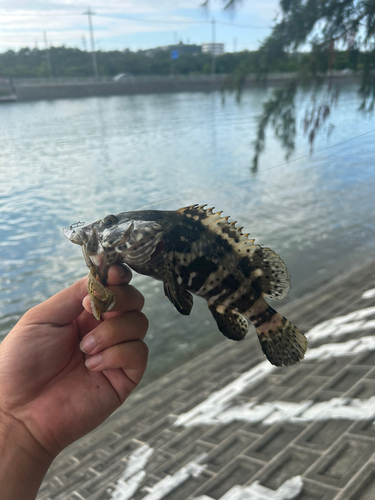 ヤイトハタの釣果