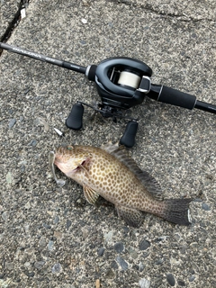 オオモンハタの釣果