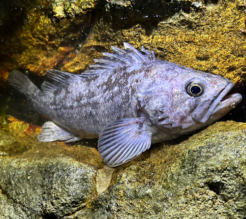 クロソイの釣果