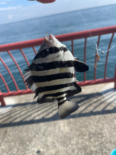 サンバソウの釣果