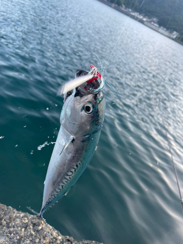 ソウダガツオの釣果