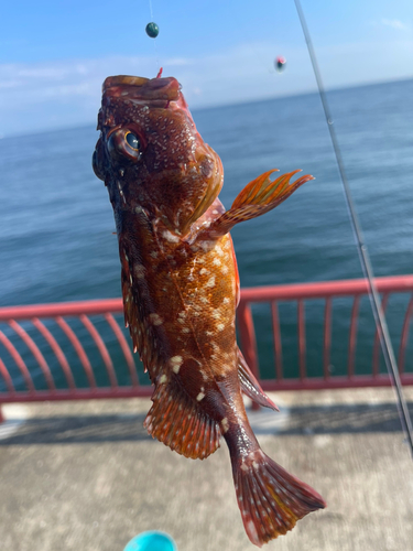 ガシラの釣果