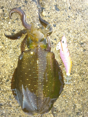 アオリイカの釣果