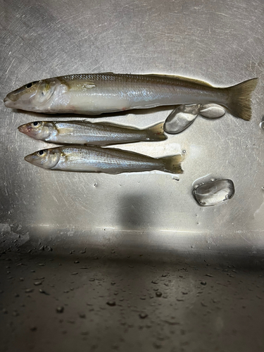 キスの釣果