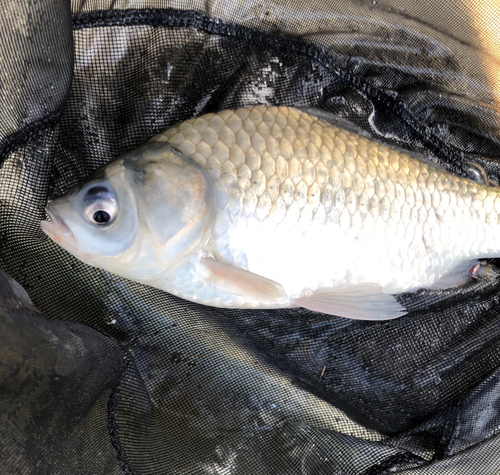 ヘラブナの釣果