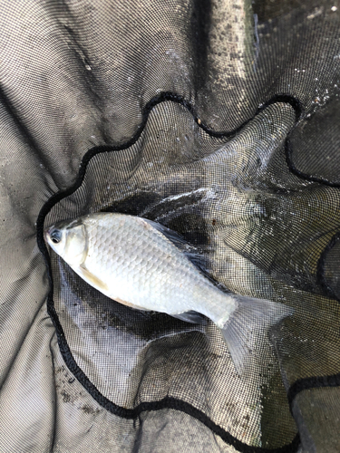 ヘラブナの釣果