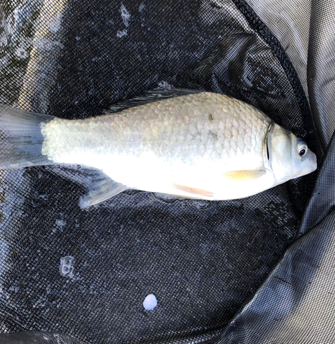 ヘラブナの釣果