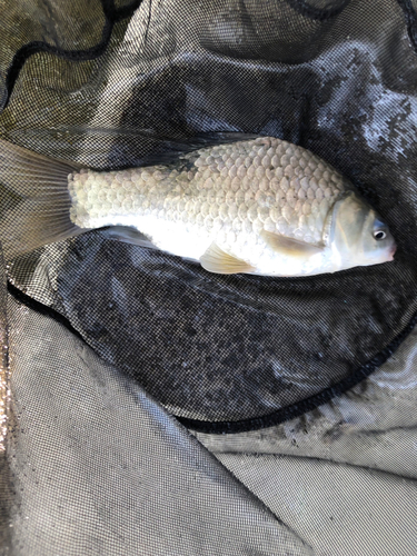 ヘラブナの釣果