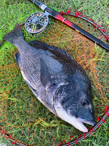 チヌの釣果