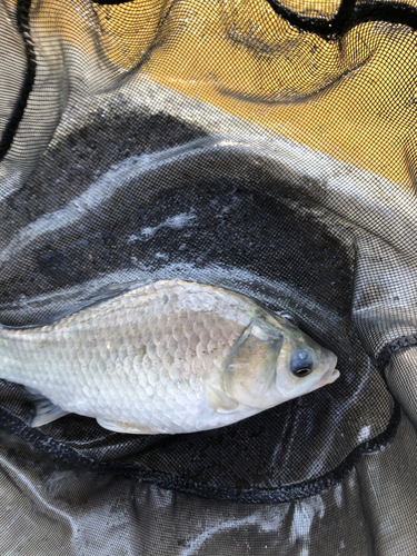 ヘラブナの釣果