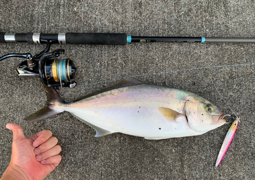 カンパチの釣果