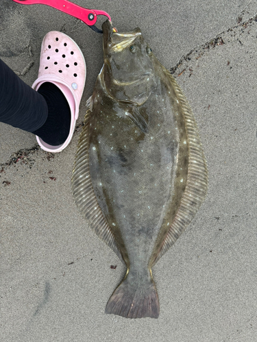 ヒラメの釣果