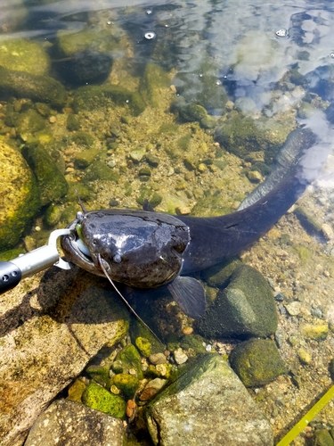 ナマズの釣果