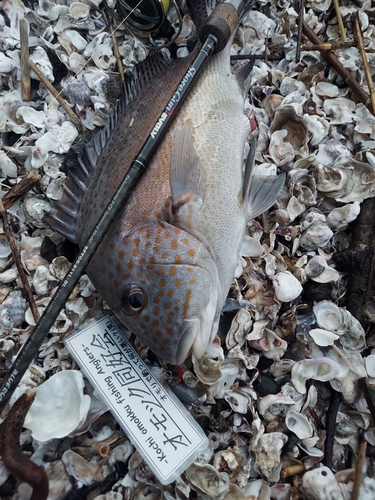 コロダイの釣果