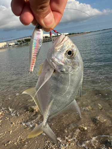 ガーラの釣果