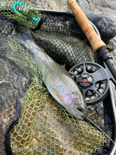 イワナの釣果