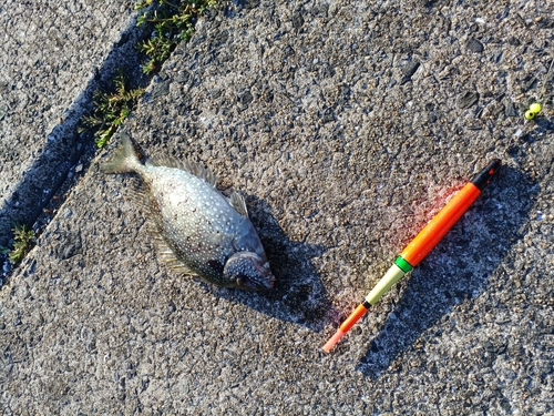 アイゴの釣果