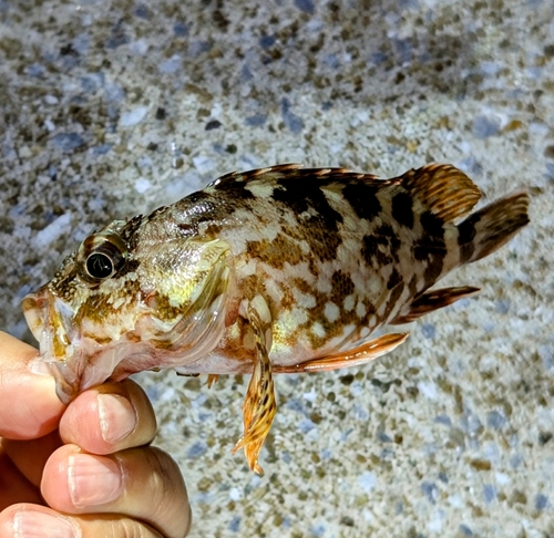 アラカブの釣果