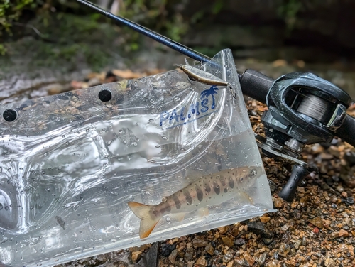 アマゴの釣果