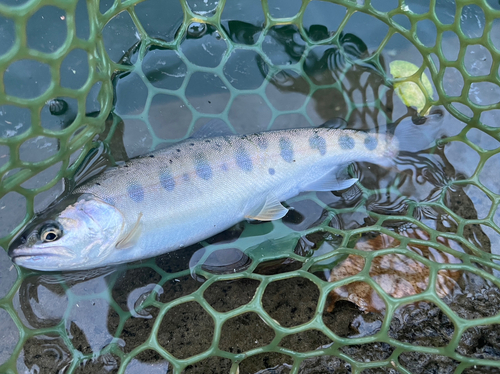 ヤマメの釣果