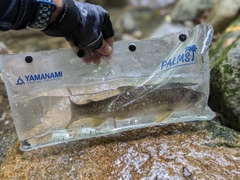 イワナの釣果