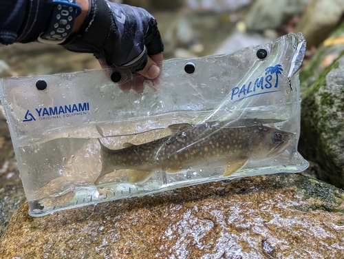 イワナの釣果