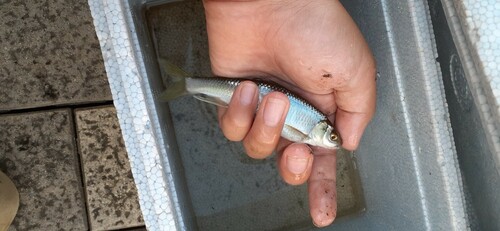 オイカワの釣果