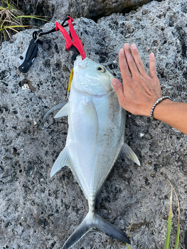 タマンの釣果