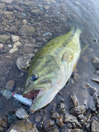 ブラックバスの釣果