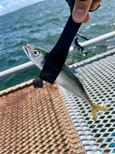 サバの釣果