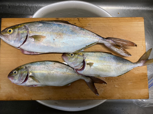 ショゴの釣果