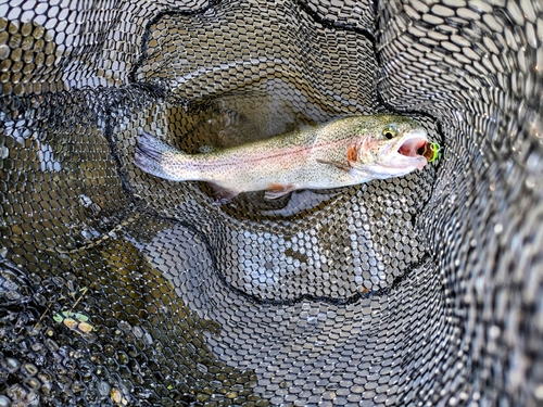 ニジマスの釣果