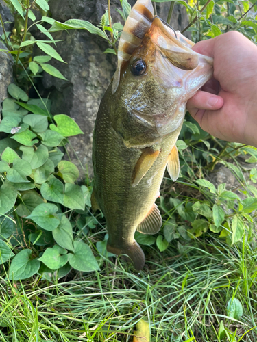 ラージマウスバスの釣果