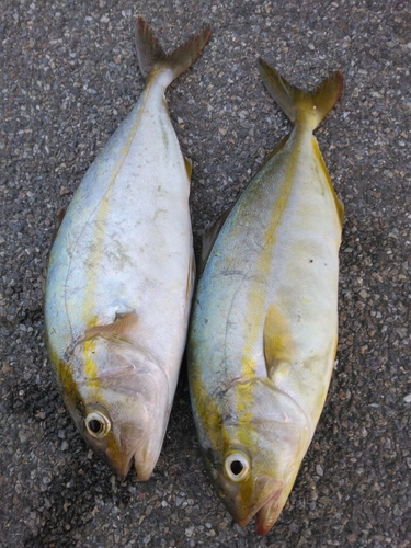 ショゴの釣果