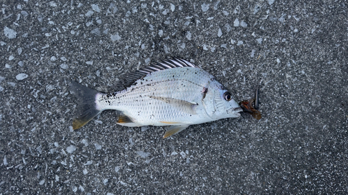 キビレの釣果