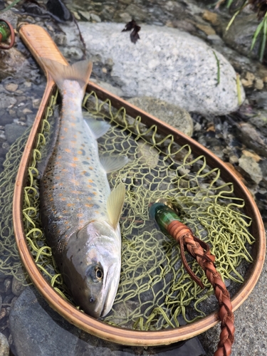 アマゴの釣果