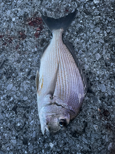 ヘダイの釣果