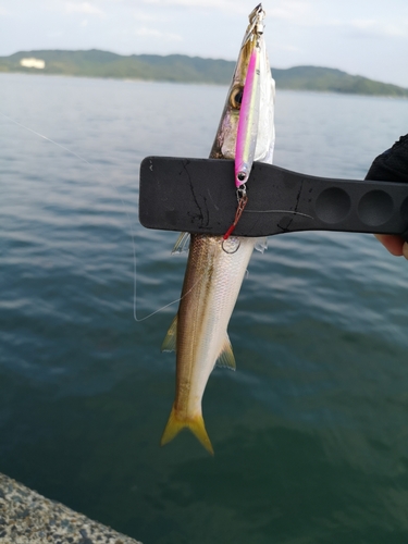 カマスの釣果