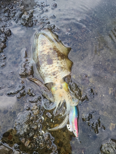 アオリイカの釣果