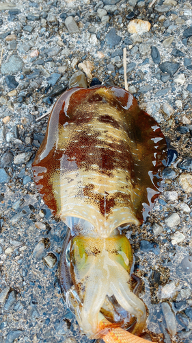 アオリイカの釣果